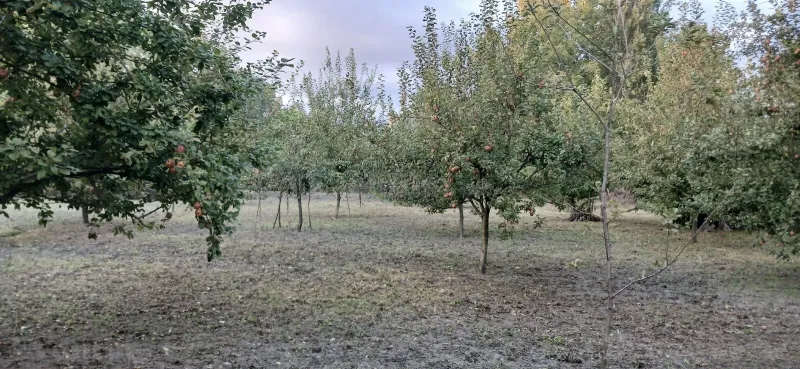 Satılır Torpaq 44 sot Qəbələ — Torpaq, Qəbələ (8)