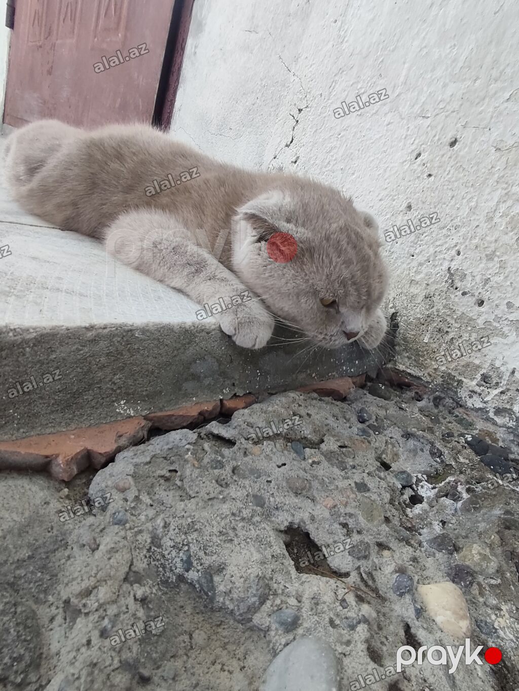 Şotland yastı qulaq, Yaxşı əllərə — Pişiklər, Mingəçevir (3)