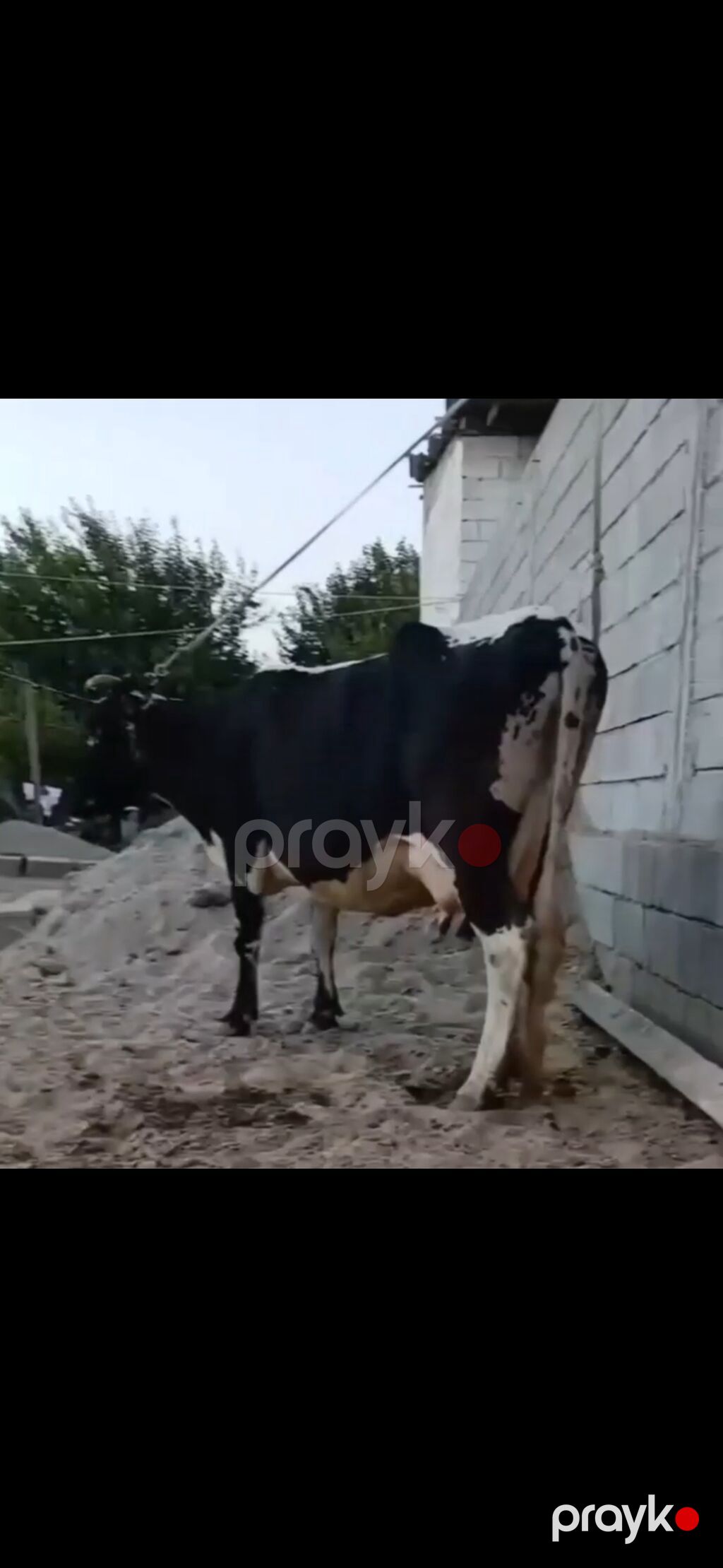 Siyah-ağ rəngli, iri süd verən inək və balası. - Cins tipi: Holştayn — Kənd təsərrüfatı heyvanları, Zaqatala (8)