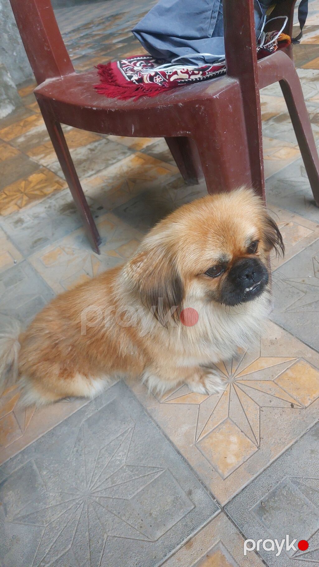 Pekines, 1 il, Erkək — Köpəklər, Gəncə (2)