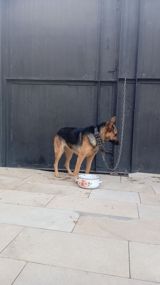 Alman çoban iti — Dogs