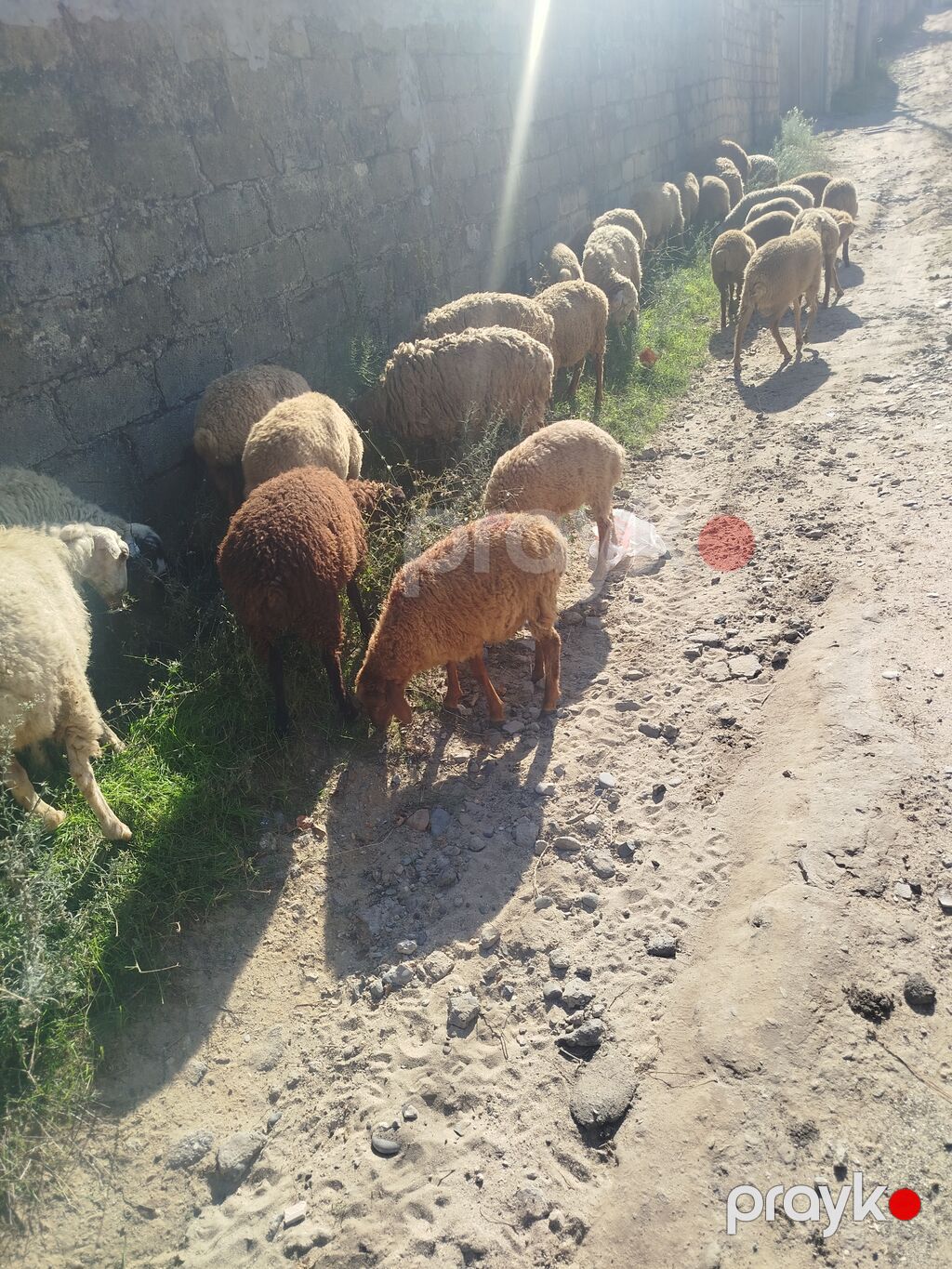 Qoyun sürüsü satılır 27 quzudu biri 225 lə - Növ: yerli — Kənd təsərrüfatı heyvanları, Digah (2)