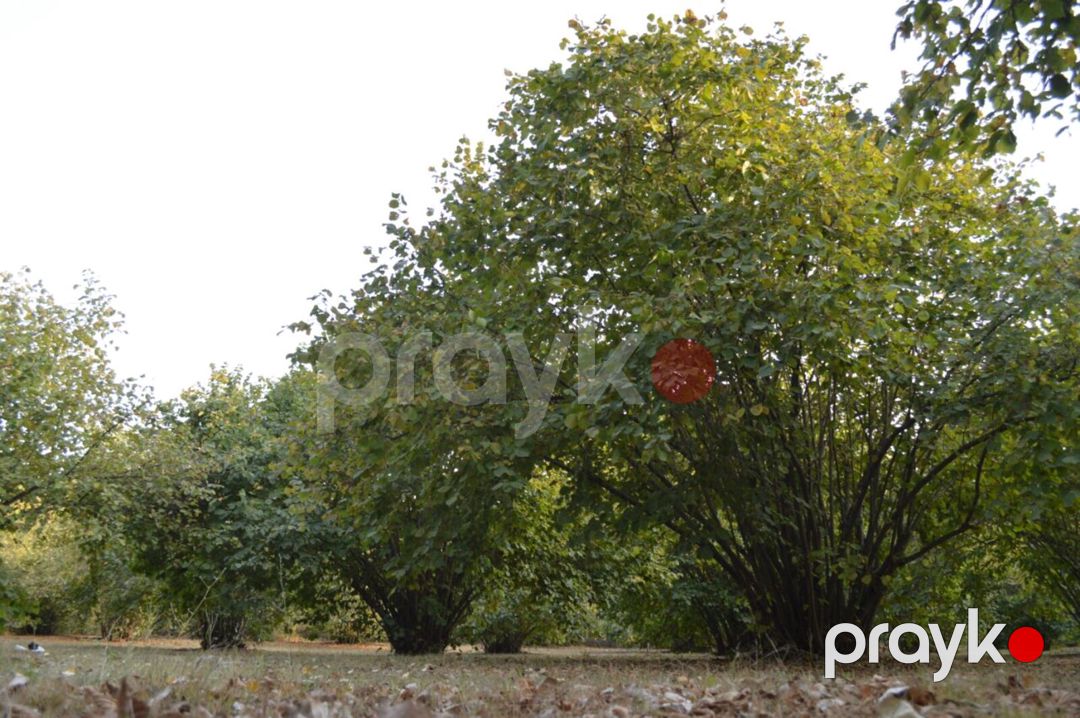 Satılır torpaq 55 sot — Torpaq, Oğuz (11)