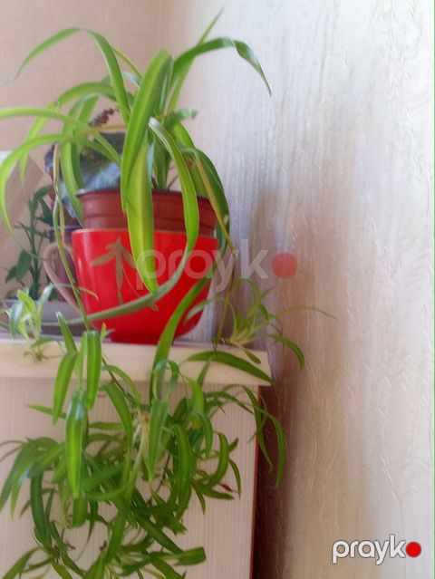 Xlorofitum (Spider Plant) – asma və masaüstü üçün dekorativ otaq — Bakı