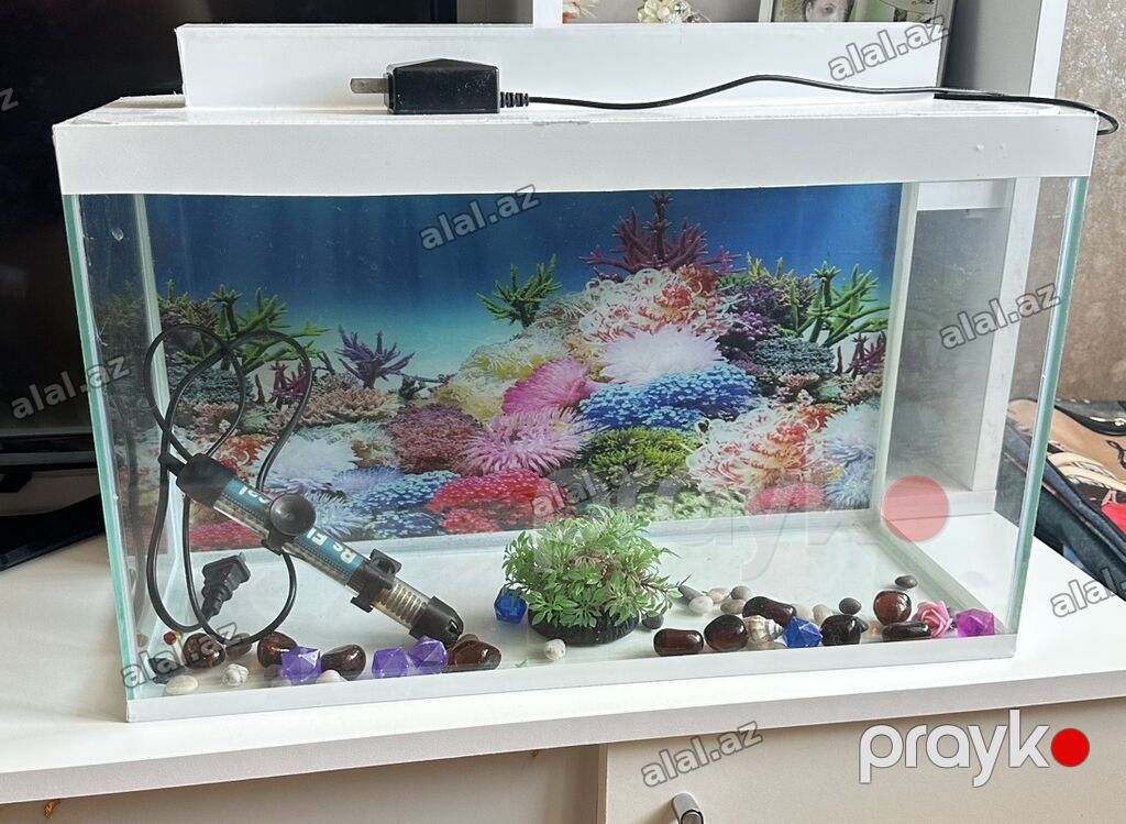 Akvaryum dəsti - Şüşə akvarium, ağ üst çərçivə və dekorativ fon — Heyvanlar, Bakı (2)