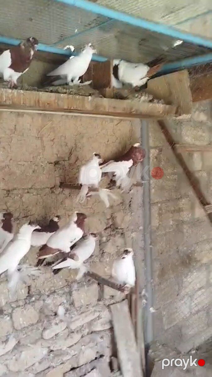 Göyərçin — Quşlar, Bakı (3)