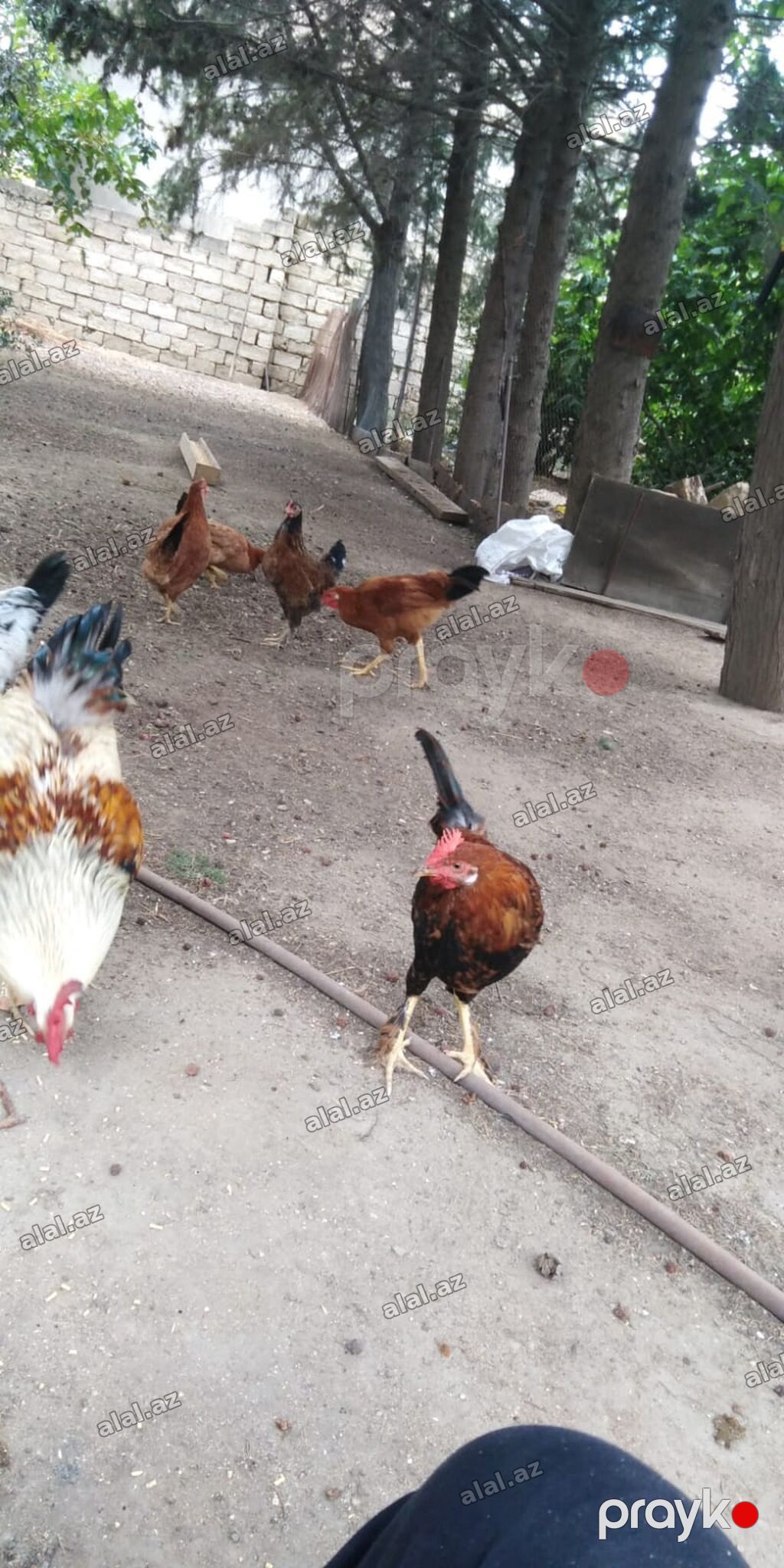 Xoruz, il: 1 — Heyvanlar, Bakı (2)