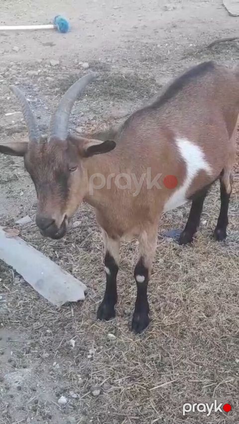 Keçi — Bakı