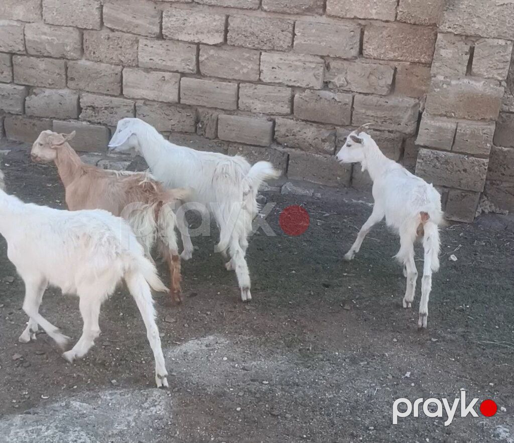 Salam Keçilər Satılır Sani 9 ədədi dişi Sani damazlıq Sani 4 — Kənd təsərrüfatı heyvanları, Digah (5)