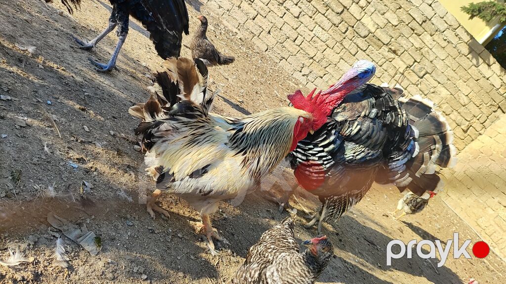 Xoruz satılır. Çox aktiv xoruzdu. 2 yaşı var. Qiyməti 20 AZN. Toyuqla — Digərləri, Bakı (2)