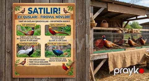 Dekorativ quşlar və Qırqovulların qiyməti razılaşma ilə. Tel — Ağdam