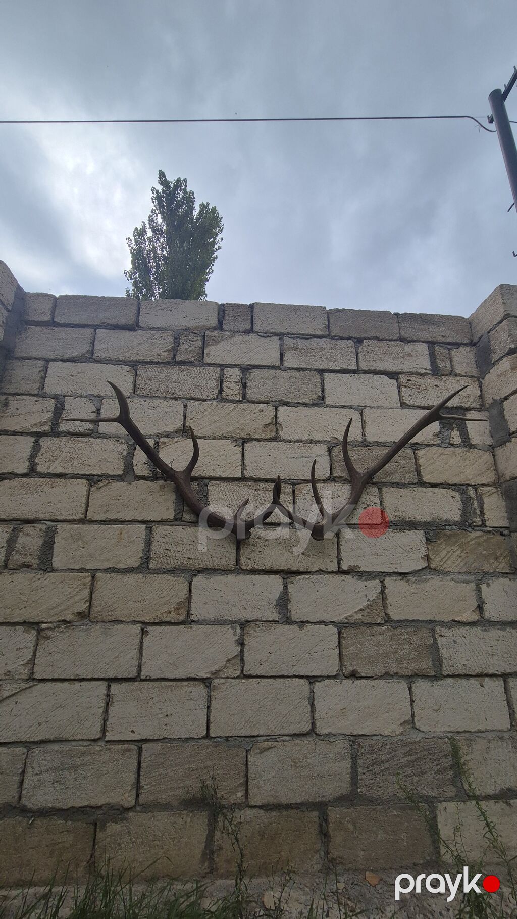 Məhsul: Təbii maral buynuzu dəsti (cüt) Təsvir: - Təbiətdən — Digər, Füzuli (4)