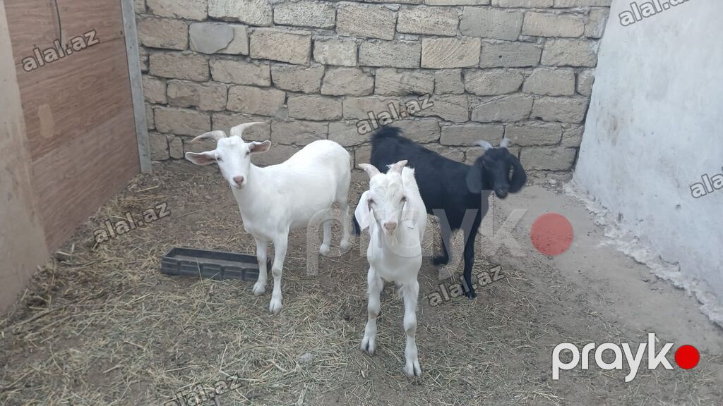 3 baş keçi - Növ: yerli süd və ət istiqamətli keçilər - Rənglər: 2 — Heyvanlar, Bakı (2)