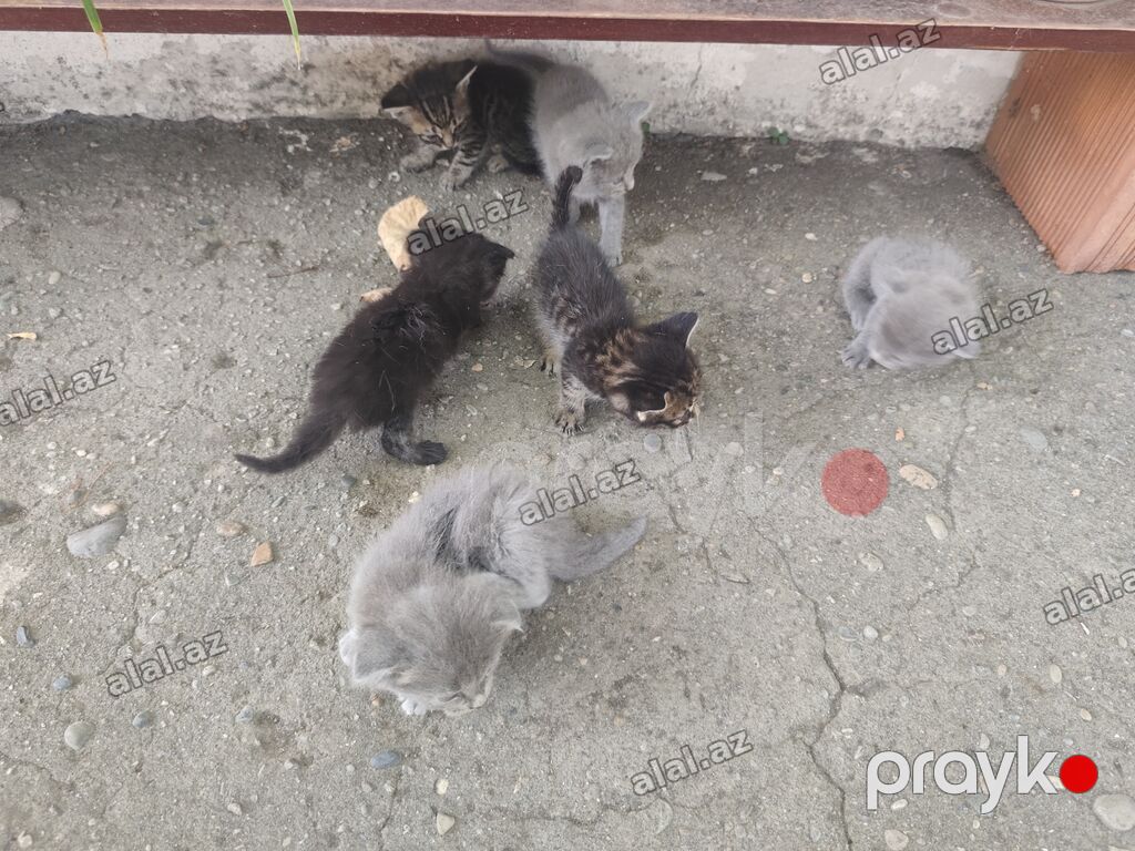 Şotland yastı qulaq, Yaxşı əllərə — Pişiklər, Mingəçevir (4)