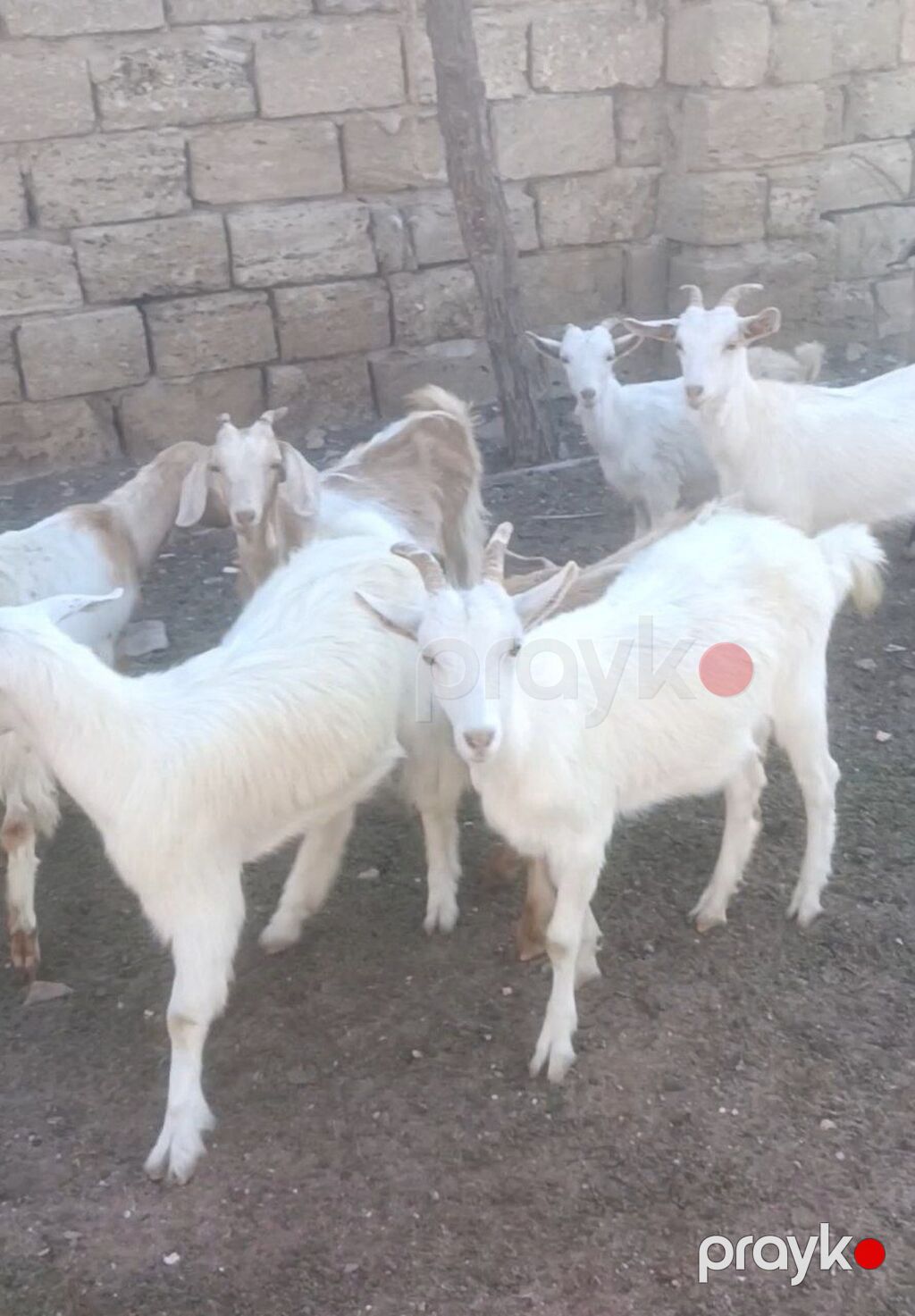 Salam Keçilər Satılır Sani 9 ədədi dişi Sani damazlıq Sani 4 — Kənd təsərrüfatı heyvanları, Digah (3)