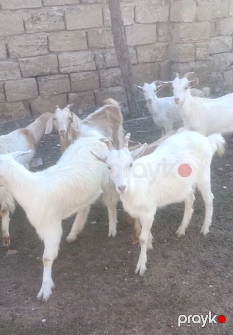 Salam Keçilər Satılır Sani 9 ədədi dişi Sani damazlıq Sani 4 — Digah