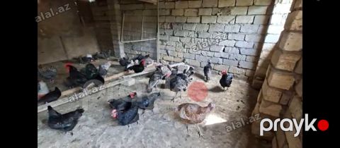 Toyuq, Damazlıq, Ünvandan götürmə — Bakı