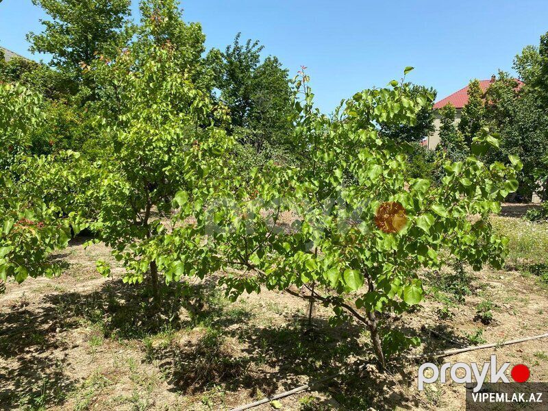 Abşeron rayonunda 1 otaqlı Torpaq Satılır, 12 sot — Torpaq, Bakı (4)