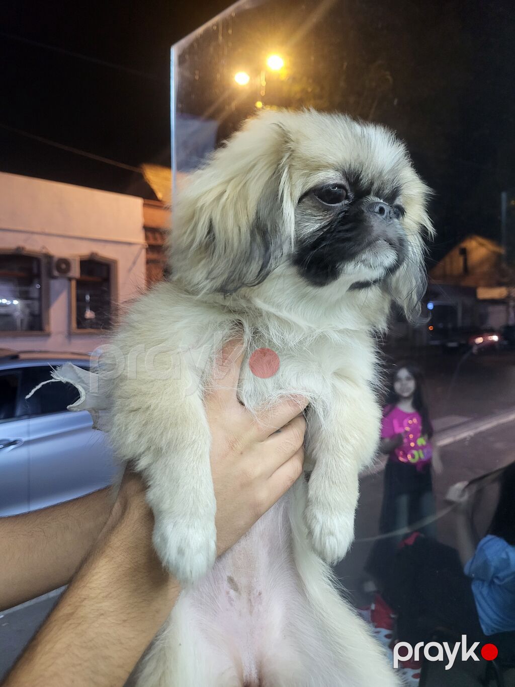 Pekines, 3 ay, Dişi, Pulsuz çatdırılma — Köpəklər, Gəncə (2)