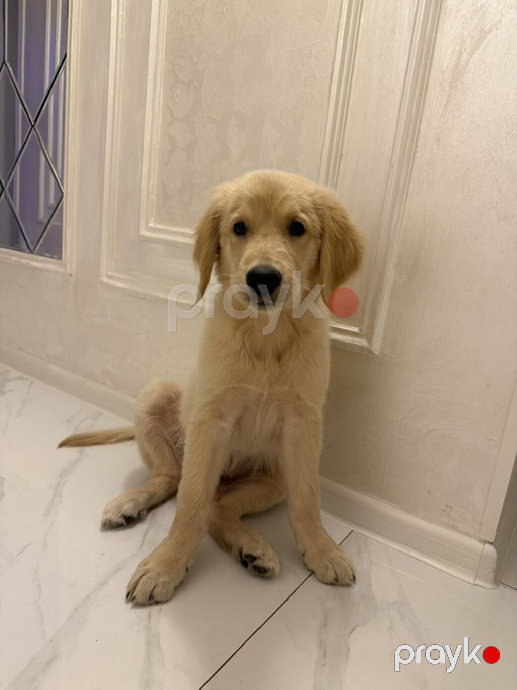 Retriever, 3 ay, Erkək — Köpəklər, Gəncə (2)
