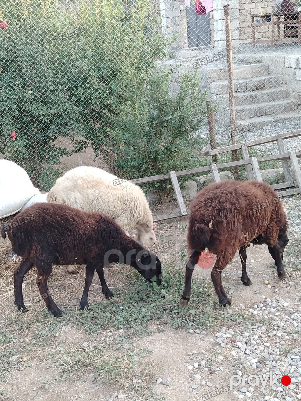 Satilir:birinci qarın dişi qoyun dişi balası 7 aylıq, birdene erkek — Heyvanlar, Bakı (4)