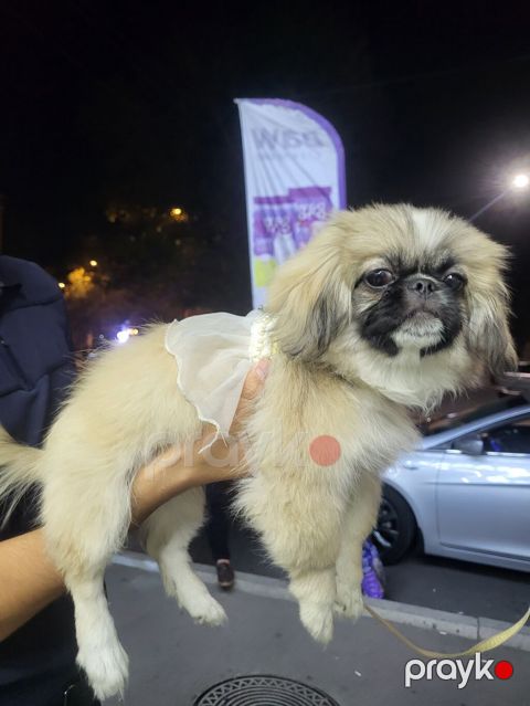 Pekines, 3 ay, Dişi, Pulsuz çatdırılma — Gəncə