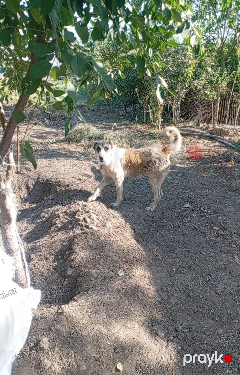 Dişi it satılır ucuz qiymətə super bala verir birdəfə doğub — Heyvanlar, Cəlilabad (2)