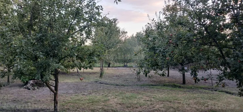 Satılır Torpaq 44 sot Qəbələ — Torpaq, Qəbələ (5)