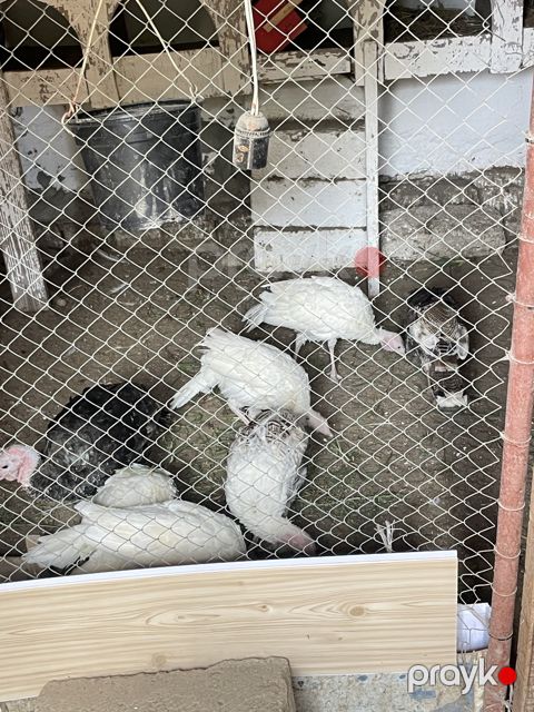 Hinduşka cücələri — Bakı
