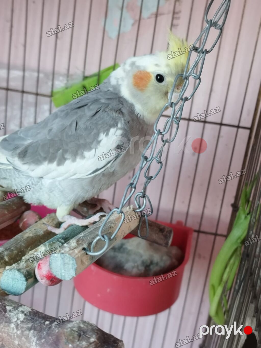 Nimfa (cockatiel) papağanı – boz-ağ lələklər, sarı çəngəlvi toqqa və — Quşlar, Bakı (3)