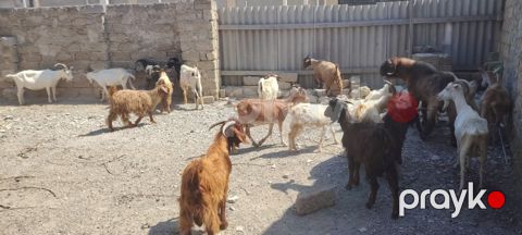 Keçilər və çəpişlər — Bakı