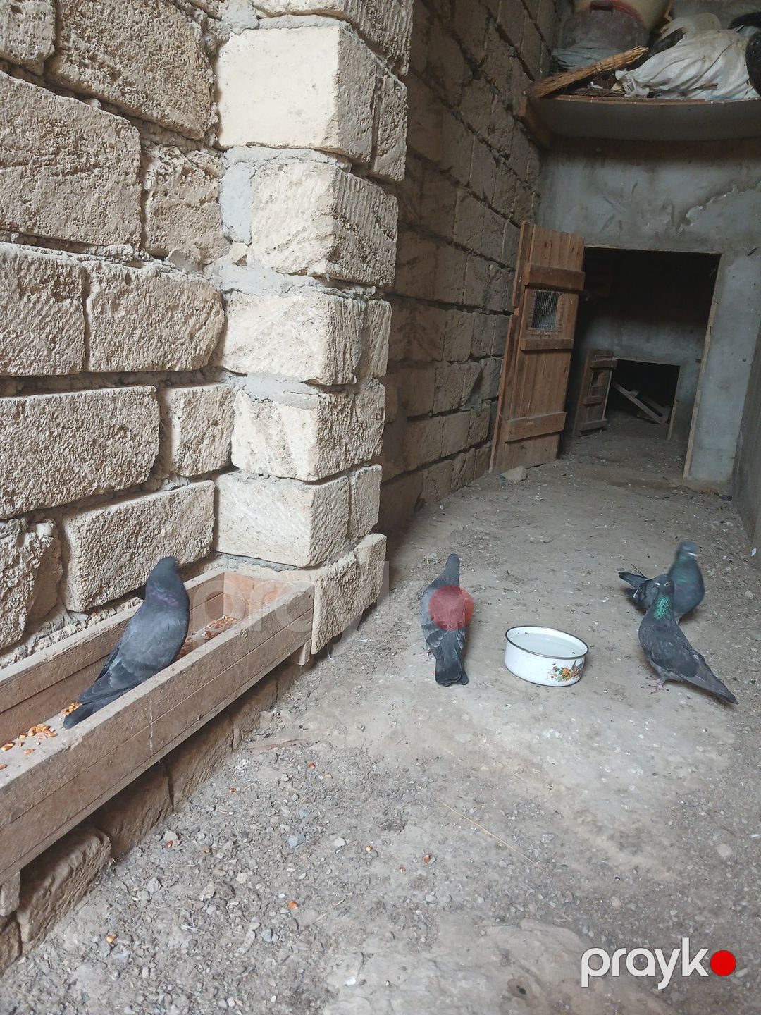 Göyərçinlər — Quşlar, Sumqayıt (3)