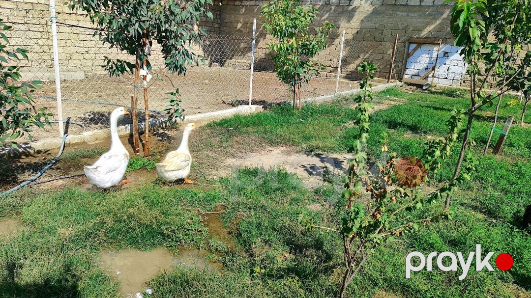 Linda qazları — Kənd təsərrüfatı heyvanları, Bakı (4)