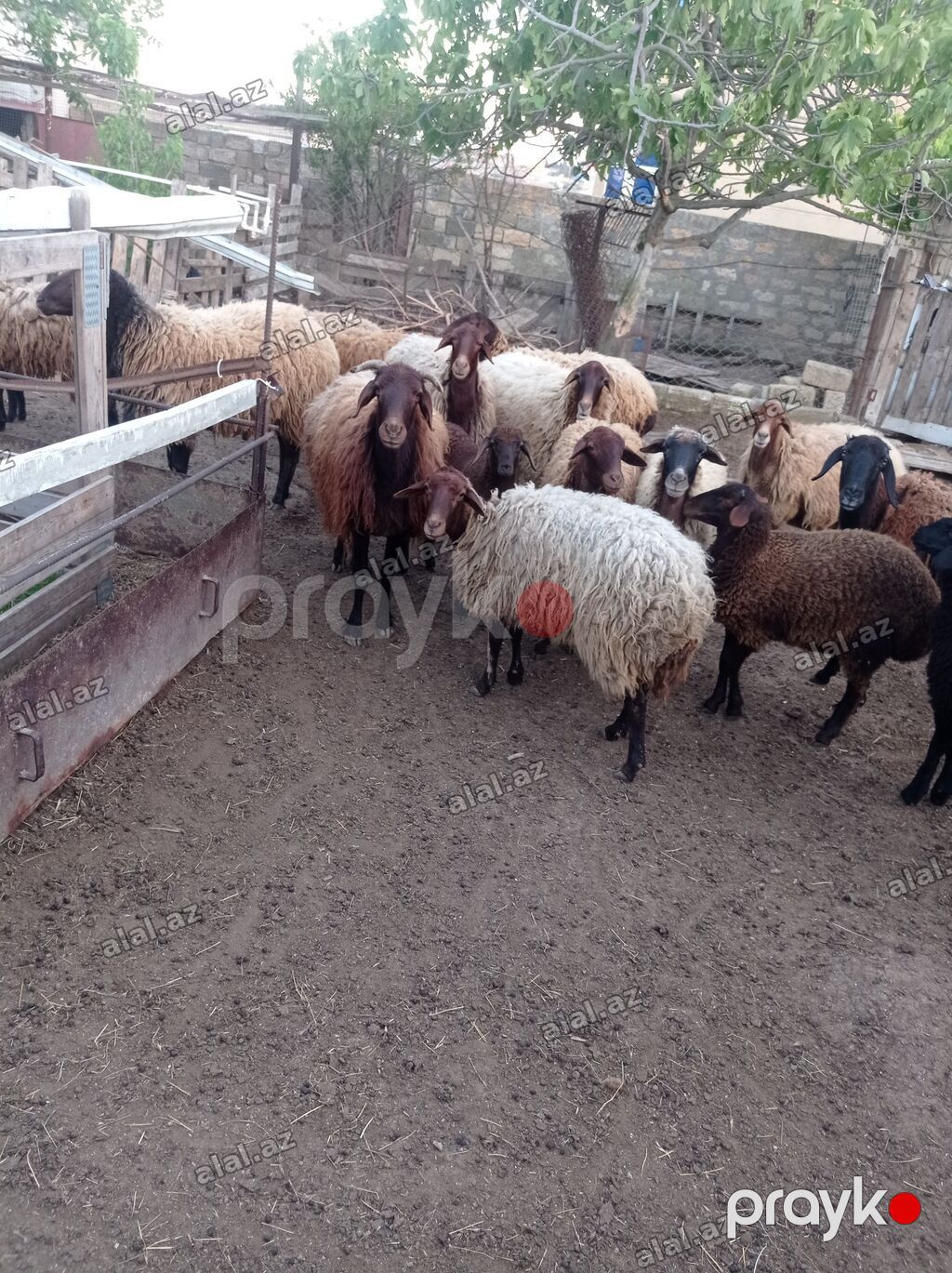 Qoyun sürüsü 31 baş – ət və yun istehsalı üçün - Növ: Yerli — Heyvanlar, Bakı (3)