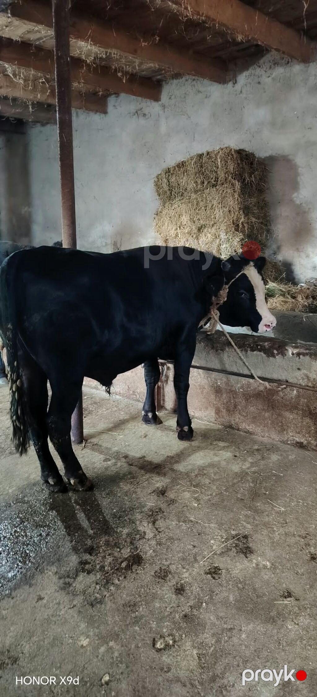 salam erkək ətlik danadır qiymət 2600 ünvan Novxani — Kənd təsərrüfatı heyvanları, Novxanı (2)