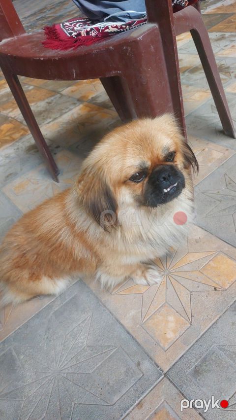 Pekines, 1 il, Erkək — Gəncə