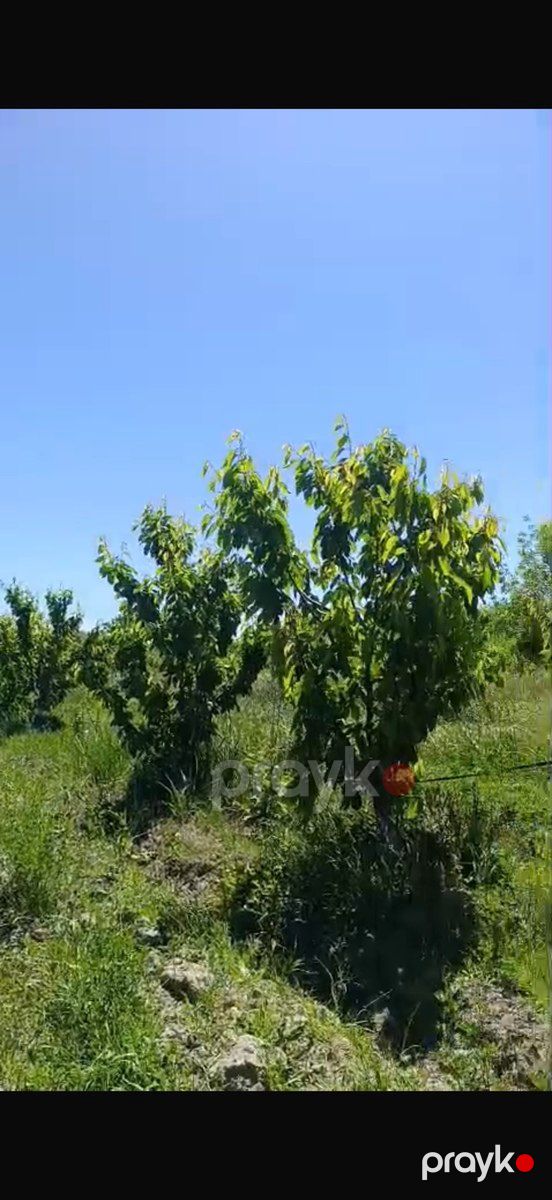 3400 sot torpaq sahəsi, Ağdaş r — Torpaq, Ağdaş (6)