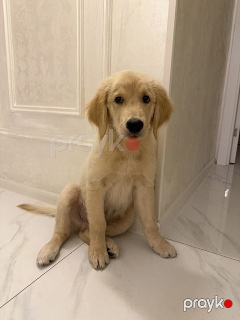 Retriever, 3 ay, Erkək — Gəncə