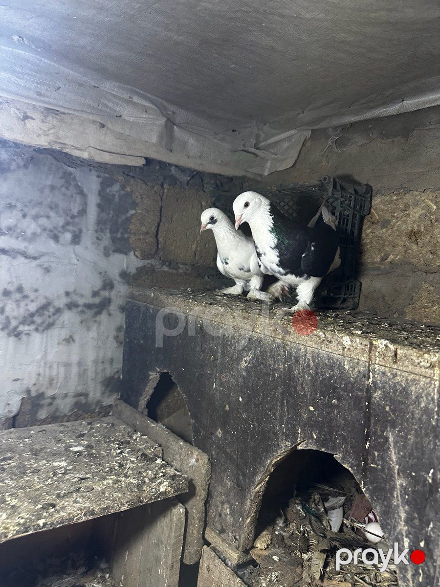 Göyərçinlər — Quşlar, Bakı (4)