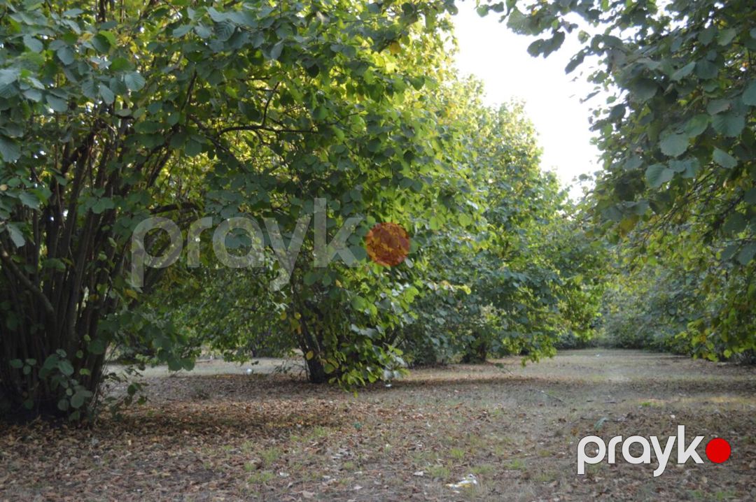 Satılır torpaq 55 sot — Torpaq, Oğuz (6)