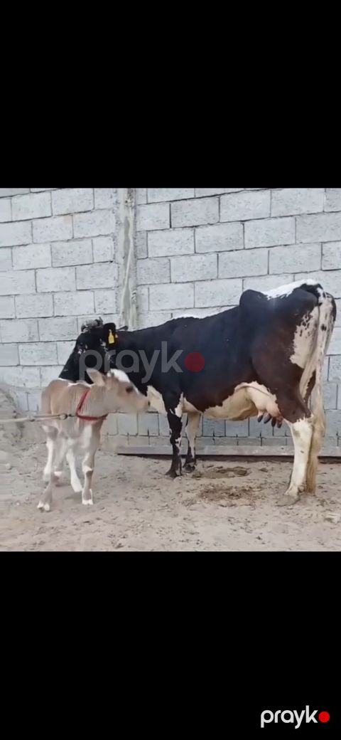 Siyah-ağ rəngli, iri süd verən inək və balası. - Cins tipi: Holştayn — Zaqatala