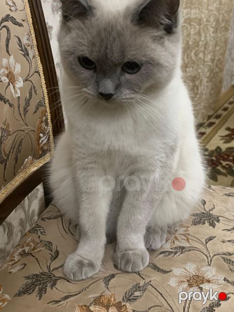 Erkək, Yaxşı əllərə — İmişli