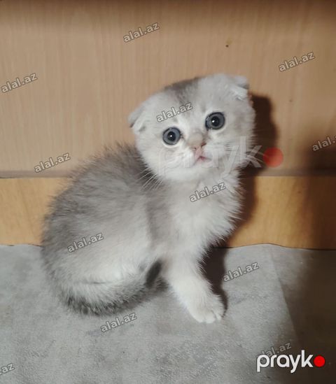 Şotland yastı qulaq — Bakı