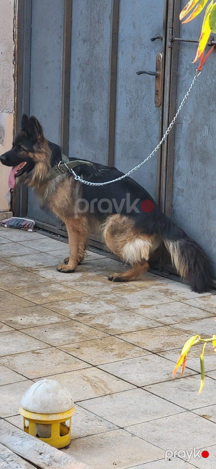Alman ovçarkası — Köpəklər, Bakı (3)