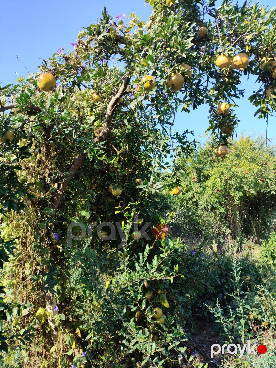 Həyət evi, Biləsuvar r — Ev, villa, Biləsuvar (11)