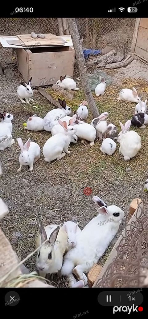 çoxlu sayda dovşan var) qiymət razılaşma yolu ilə). Ev — Bakı