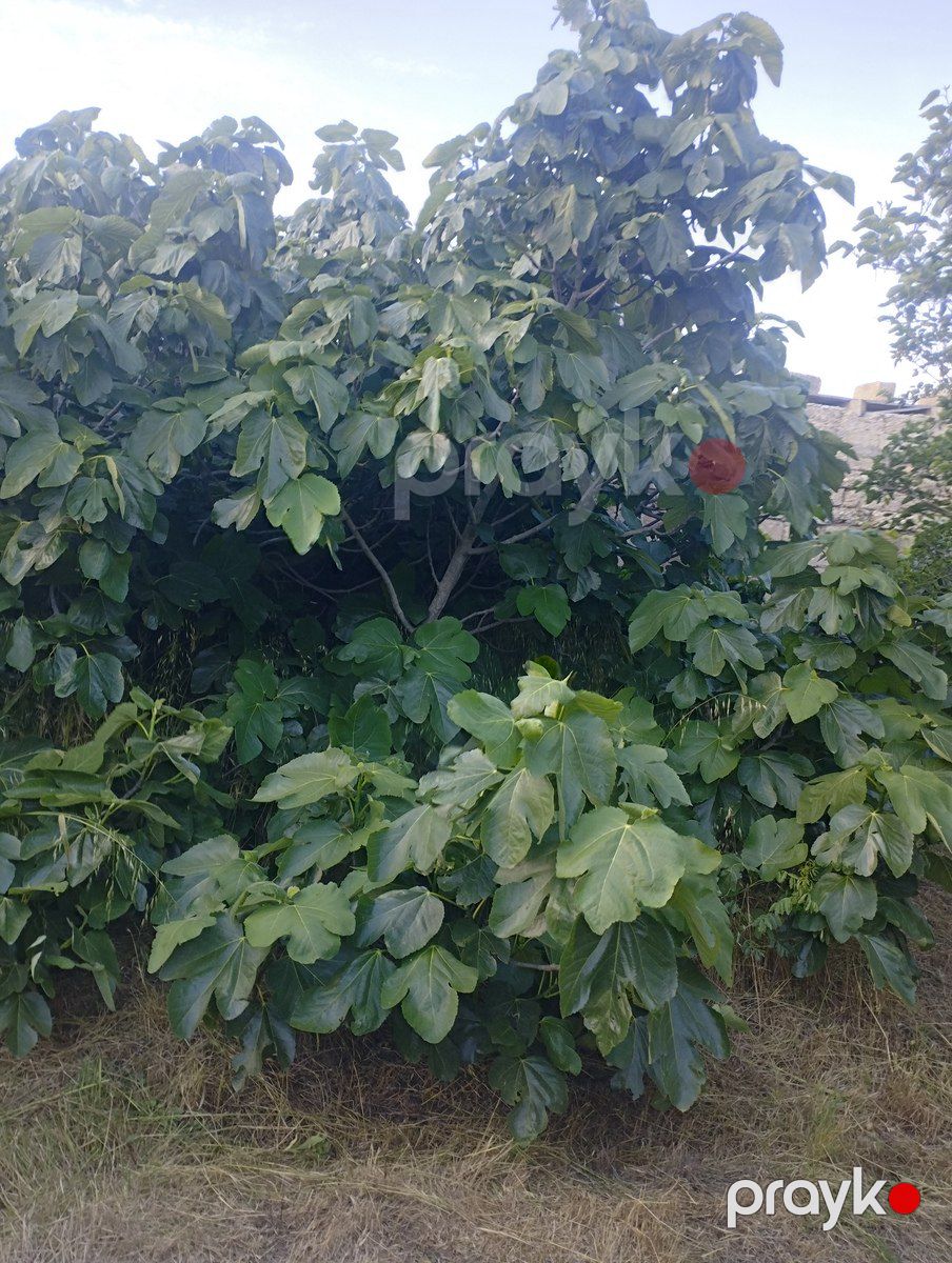Satılır 4 otaqlı həyət evi/bağ evi 87 m² — Ev, villa, Bakı (2)