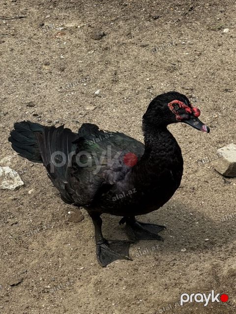 Erkək, Lal ördək, Ətlik — Bakı