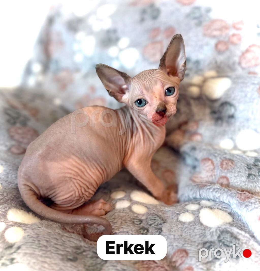 Котята сфинкс эльф.1 девочка 2 мальчика.котятам 3 месяца .кушают сухой — Pişiklər, Bakı (4)