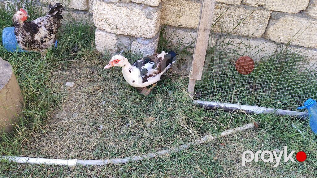 Lal ördək satılır. Hazır yumurtalayan dişi heyvanlardı. Qiymət bir — Digərləri, Bakı (2)